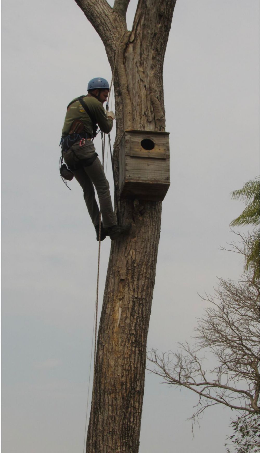 Forsker klatrer i tre for å inspisere reir