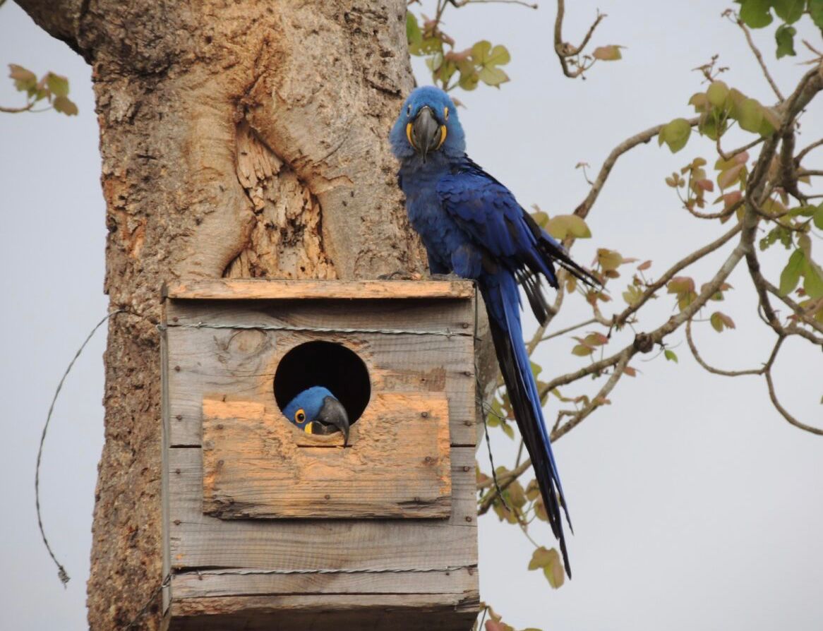 Hyasintaraer ved reiret sitt